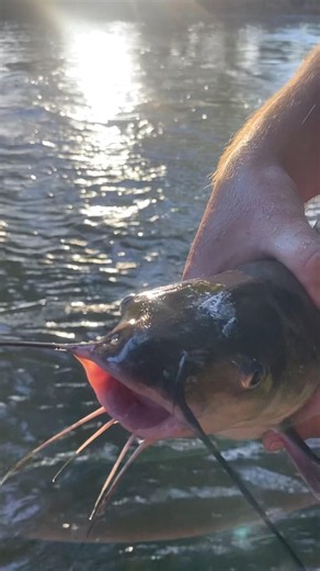 Catfish at James river #foryou #fishing #catfish
