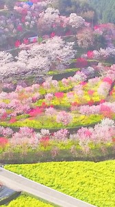 161K views · 847 reactions | Japan is known for its cherry blossoms,...