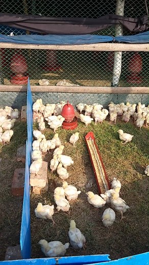 Chicken outside🐥🐥#hardwork #viral #Farming #reels #Amazing #Foryou #business #chicks #farminglife #reelsviral | Farming Life 2