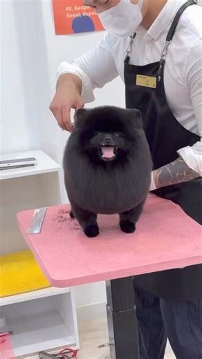 Cutest black pomeranian ever 🐶 🎥: @groomer_2yo #pomeranian | Pomeranian lover the world