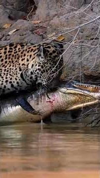WILD Jaguar Moments Captured | BIG CATS Of PANTAL #jaguars #jaguarlife #predator