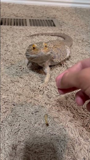 Feeding bearded dragon lizard