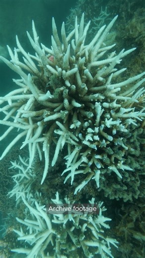 Did you know freshwater can cause coral bleaching? Corals are sensitive creatures, and they like the conditions out on the Reef to be just right. This includes conditions like the right temperature and the right salinity, or salt content, in the water. When heavy rains push large amounts of freshwater onto the Reef, this can lower the salinity suddenly. This drop in salinity can stress out corals which can lead to coral bleaching. Watch our Chief Scientist Roger Beeden explain freshwater coral b