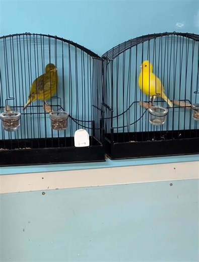 Fife, not quite ready yet, but pleased with the progress, good shoulder, quality Leg and cheeks, important to compliment the head, all work still in progress | Phil Warne "The Cotswold line of Fife Canaries"