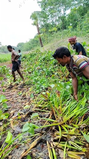 Cleaning the river of scum😱😱 #foryou #fishing #fish #allahﷻallahﷻ #farming