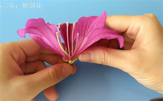 解剖和观察花的结构——以红花羊蹄甲为例