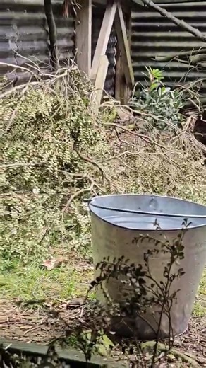 Wait for it....... 😍😍 #joeyspam #hitchingaride #toocute #socute #joey #quolljoey #easternquoll #endangeredspecies #tasmanianquollconservationprogram #devilsatcradle | Devils at Cradle