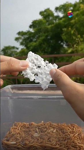 Fungi That Eat Plastic 😱 | Nature’s Unexpected Solution