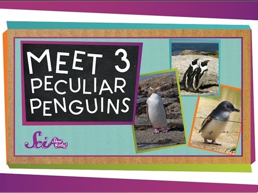 Science - Meet 3 Peculiar Penguins