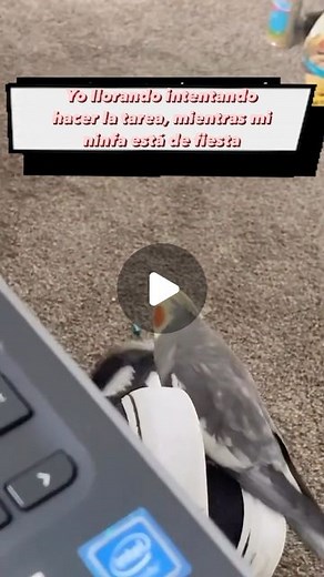 Absurder Post | memes mascotas | 🐷: tututu tututututu-tututu tutututu-tututu😅 @leovaldezthecockatiel Sígueme parte más 🔥❤️ (y hasme felis😻) _______________________ #meme... | Instagram