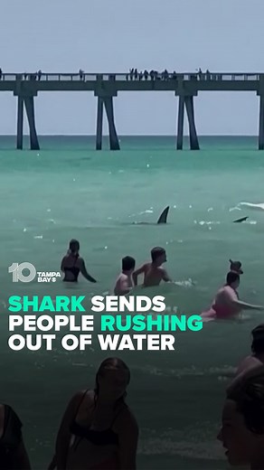 23K views · 8.9K reactions | SHARK SIGHTING 麗 Swimmers along...