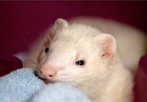 Pet of the Week: Ron Weasley, a 2-Year-Old Ferret