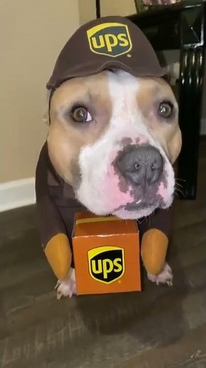 Owner Makes Dog Wear Delivery Guy's Costume For Halloween - 1354770