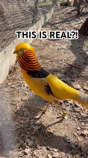 The most BEAUTIFUL bird in the world? 👑