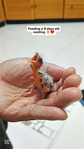 Feeding a 9 days old nestling 🐥♥️