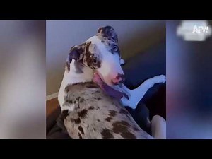 Funny DIY Fails Compilation | Home Improvement Disasters 🏠💥