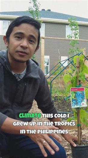 Planting Blue Ice Grapevine Zone 3 for Abundant Yields