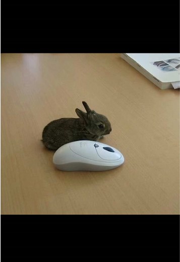 Cute Bunny GIFs to Brighten Your Day