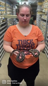 Which of these two snakes is the Chocolate Ball python? BONUS POINTS if you can guess the morph of the other Ball python. w/ @alyssasobczyk and shout out to @mariawarren13 #ballpython #ballpythons #bhbreptiles #snakes #guess #quiz | BHB Reptiles