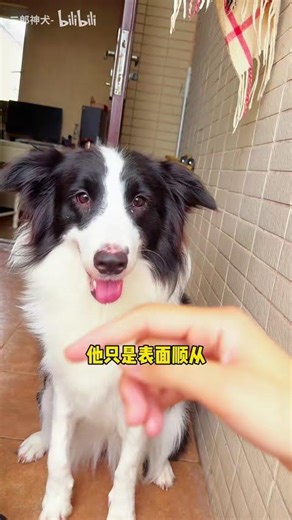 智商排名首位的邊牧犬，卻有著低於常規的服從性，透過科學有效的訓練方法，瞬間讓狗狗完全聽話，真實呈現邊牧犬的800個心眼與技能訓練過程