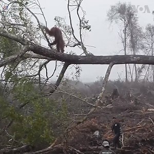 VIDEO: International Animal Rescue (IAR) has released video footage from 2013 to mark World Environment Day showing what it says is the devastating impact deforestation is having on the precious orangutan habitat in Indonesia. The scene was filmed in 2013 in West Kalimantan when the group's Protection Unit was carrying out numerous rescue and translocation operations to remove orangutans from areas of deforestation to places of safety. 👉 The IAR says the orangutan was frantically seeking refuge