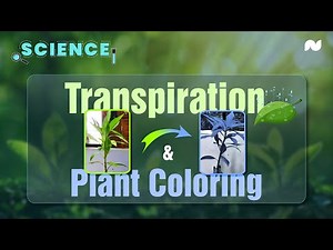 Water Transport and Transpiration in Plants