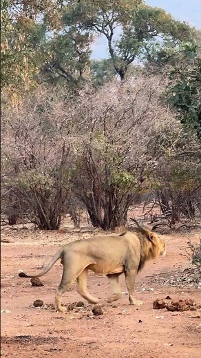 Capturing the Roar of the Big Boys 🎙️..Recording a Male Lion's Deep Roar #shorts #lion #lionking
