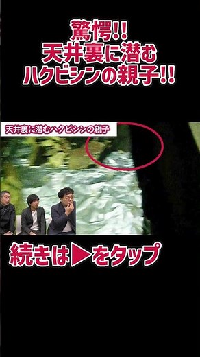 驚愕！？天井裏に潜むハクビシンの親子 #駆除ザウルス