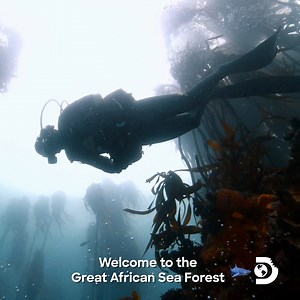 24K views · 330 reactions | One ticket to a remote underwater world please. Enter the #SharkWeek portal all week at 8p on @Discovery. | Shark Week | Facebook