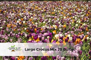 Large Crocus Mix 20 Bulbs | 20 Fall-blooming Crocus Bulbs, Hardy Perennial Flowers, Easy to Grow - Etsy