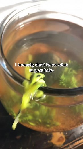 She keeps escaping #🐛🐉 #wormonastring #fyp #FYP #fypシ #foryou #foryoupage #livelaughworm #wormonastringcult