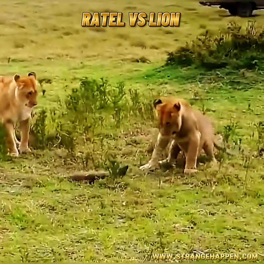 1.2K views | 女 Ratel vs Lion – An Unbelievable Showdown! 說 Watch as...