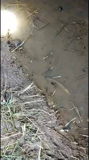 Tutorial Cara Menipu Belut - Pembelajaran Malam Ini