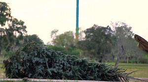 35K views · 652 reactions | That tree never stood a chance against Jody... 憐 | Busch Gardens Tampa Bay | Facebook
