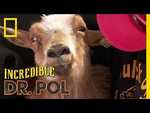 Polio Goat | The Incredible Dr. Pol