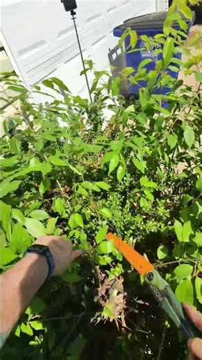 LAGOM Folding Saw Review 🔥 Best Camping & Pruning Saw?