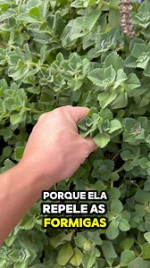 Chegou a época das formigas cortadeiras! Essa planta ajuda muito no controle! Me conta se tá caindo Bitu aí? Você sabia que os bitus são as rainhas das formigas? E que cada uma tem potencial para gerar um formigueiro novo? | Gabriel Ritter Consultor