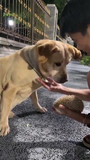 Surprise Encounter: Dog & Hedgehog Friendship