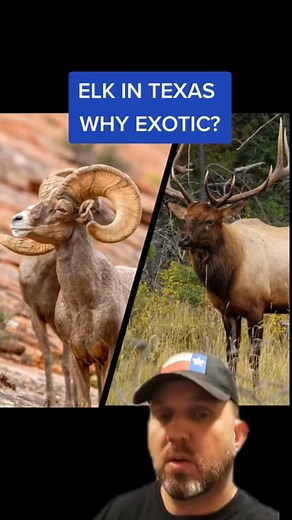 14K views · 272 reactions | Elk in Texas #elk #wapati #rockymountainelk #hunting #Texas #texasexotic | James Bigley Ranches | Facebook