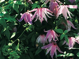 Gardening: Hardy clematis that flourish on the Prairies