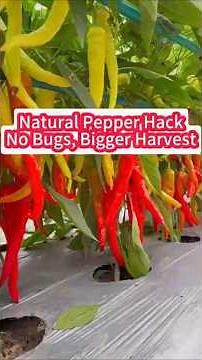 Stop Buying Pesticides! The Homemade Mix That Kills All Pepper Pests