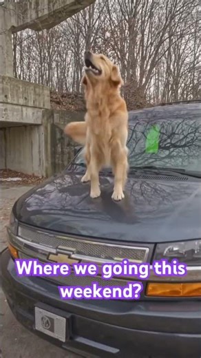 Call 570-288-1012 or visit nepaluxuryvansrv.com #automobile #trucking #goldenretriever