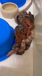 20K views · 502 reactions | Sunday morning Boa breeding facility check  and a look at some beautiful baby boas ❤️ Want to learn more about Imperatormorphs or boa genetics and morphs❓Or to to see what boa morphs we have available❓Go check https://www.imperatormorphs.com ❤️ Link in bio  or send us a message with what you're looking for  | Imperatormorphs | Facebook