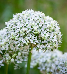 Allium nigrum