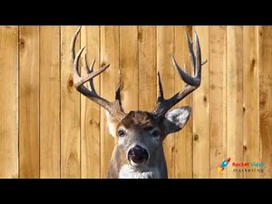 Talking Deer Tells Joke