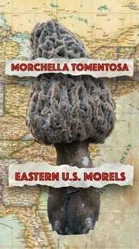 THE GRAY MOREL (MORCHELLA TOMENTOSA) Eastern U.S. Morel Mushrooms #morel #foraging #ediblemushrooms
