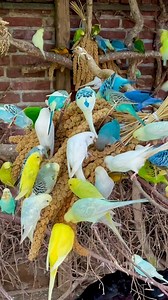 109K views · 69 shares | Budgies, chickens, java sparrows, lovebirds, village weavers, and cockatiels朗 #birds #nature #relax #cute #bird #animals #animal #aves #pets | Tropical Aviary Birds - Torben Dehlholm | Facebook