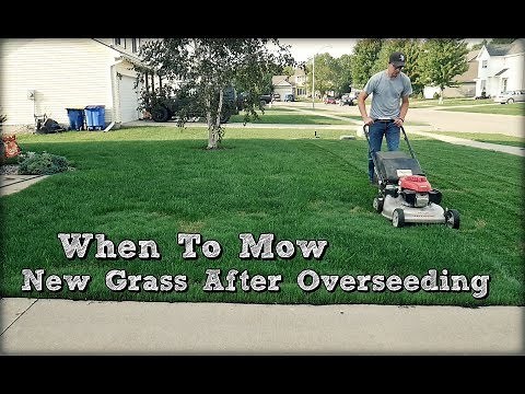 When To Mow New Grass after Overseeding and First Mow
