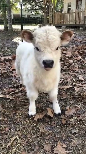 The Cutest Baby Highland Cow You'll See Today! 🐄❤️ #animalshortsyoutube #soocute