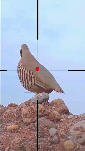 Partridge | Perdrix | Patrijs | Pernice